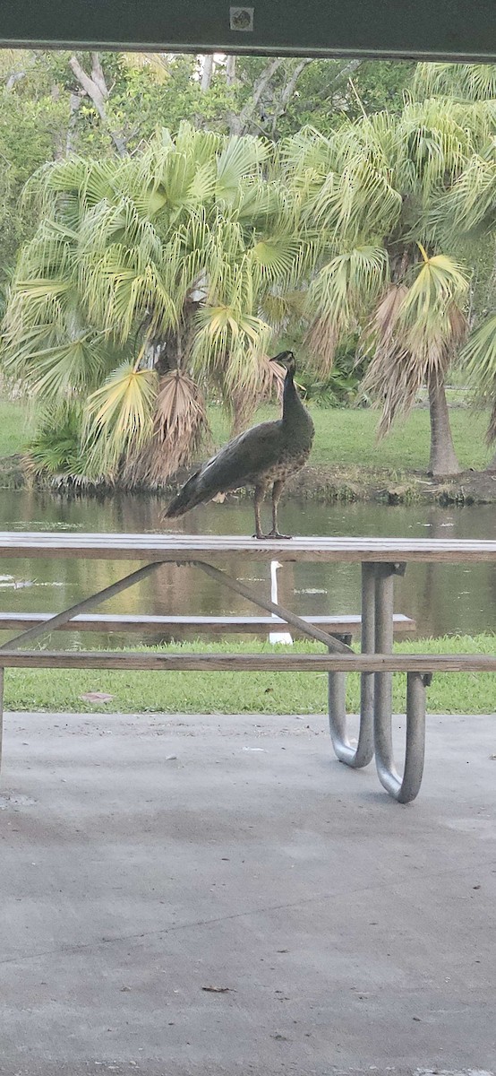 Indian Peafowl - ML659700406