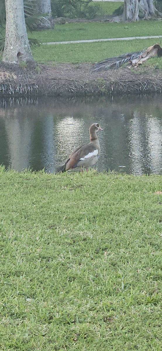 Egyptian Goose - ML659700409