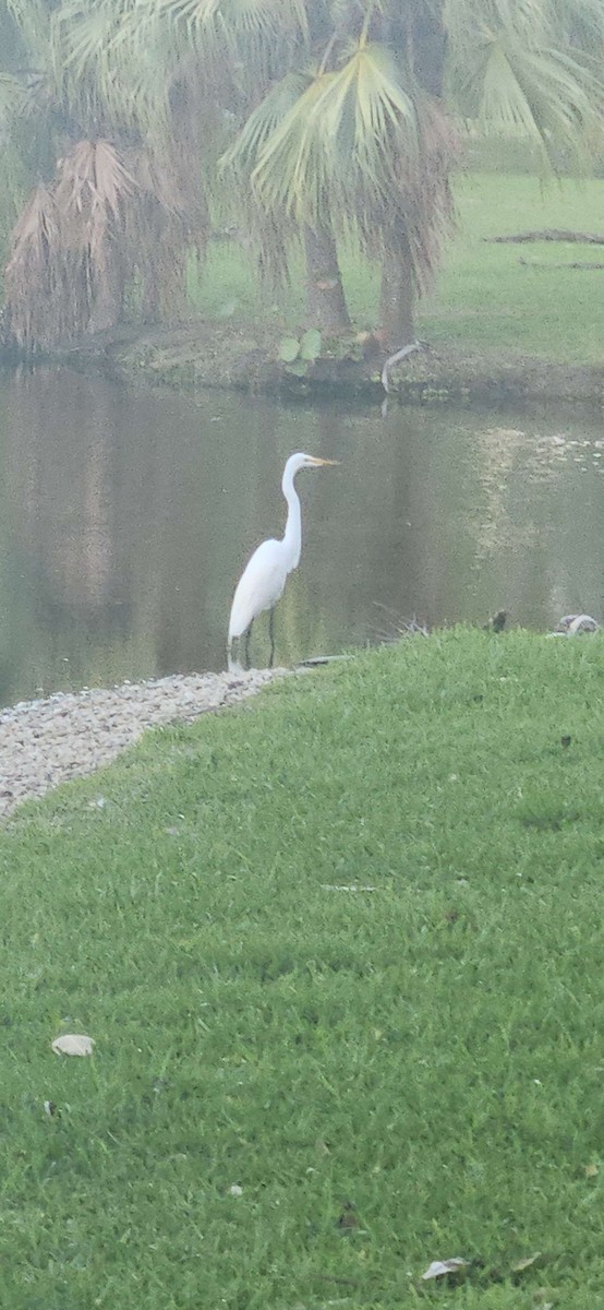 Great Egret - ML659700444