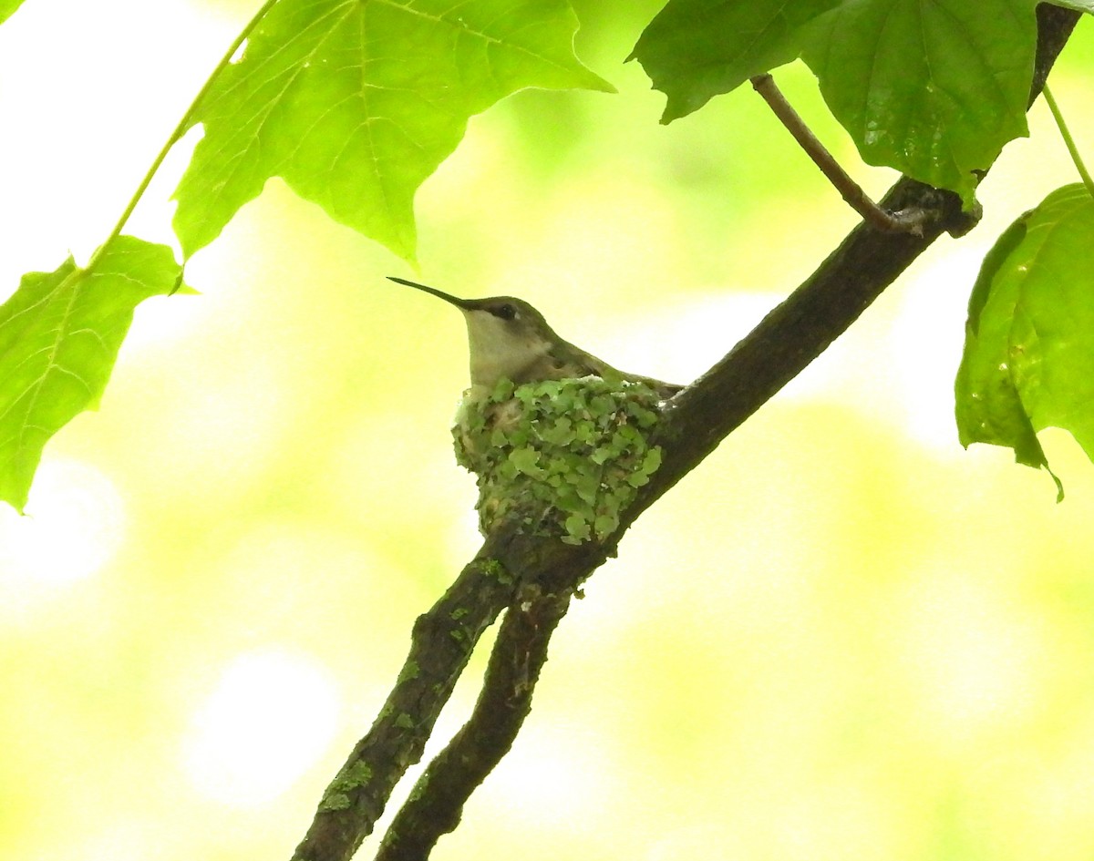 Ruby-throated Hummingbird - ML659700520