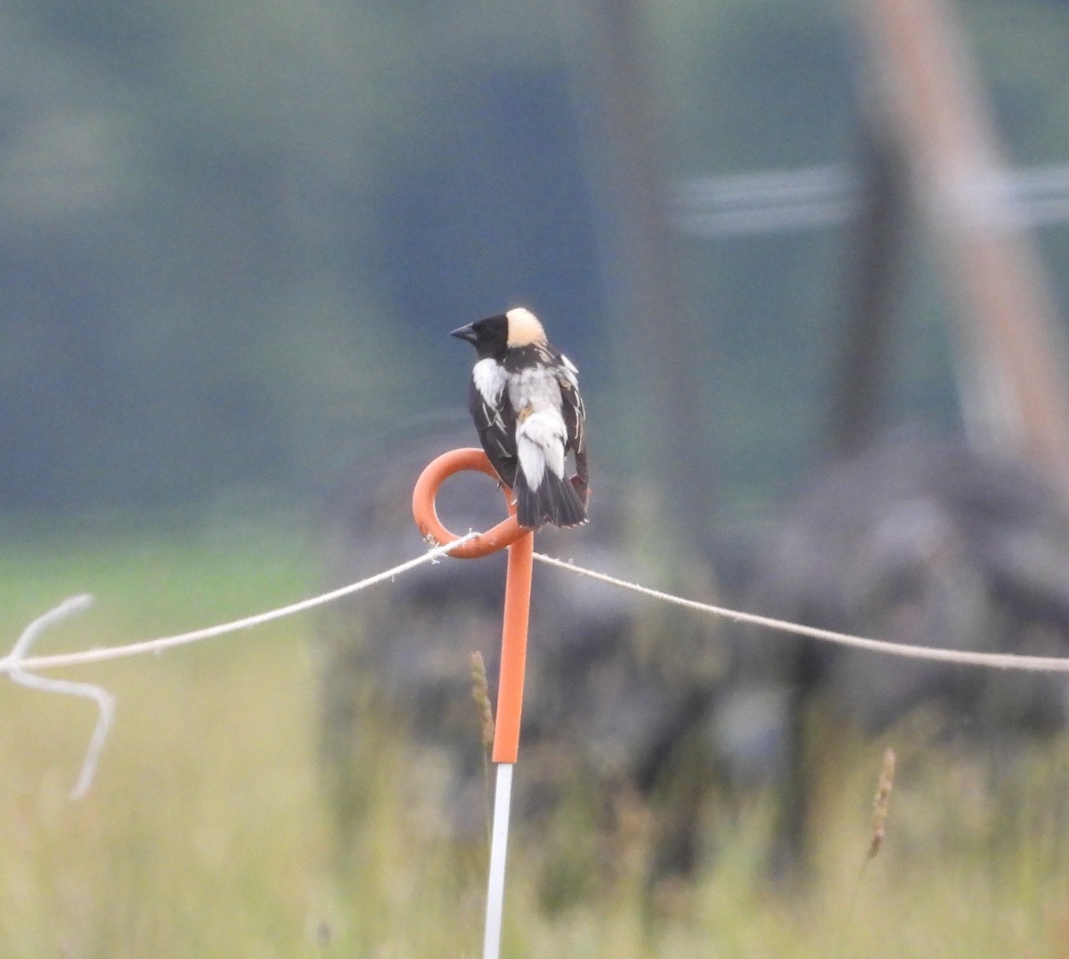 Bobolink - ML659700587