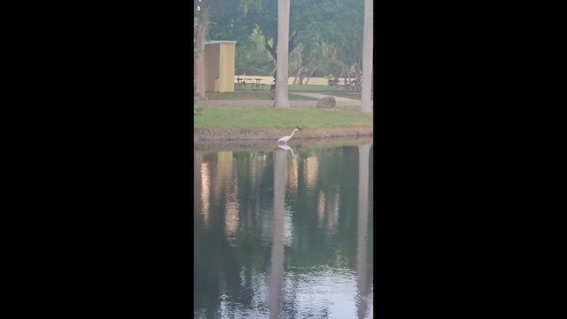 Common Gallinule - ML659700660
