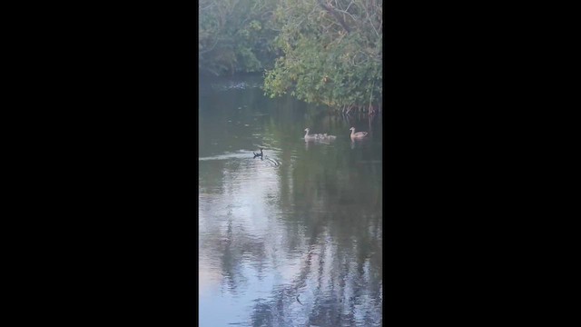 Egyptian Goose - ML659700671