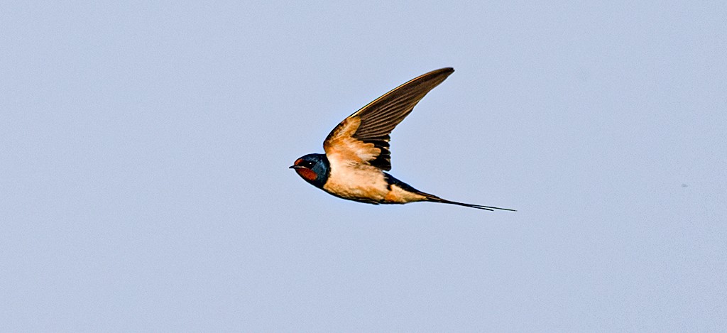 vlaštovka obecná (ssp. rustica) - ML659700711