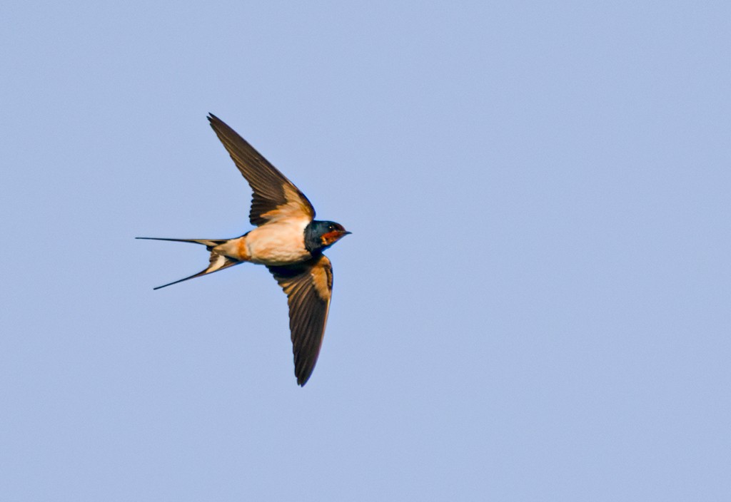 vlaštovka obecná (ssp. rustica) - ML659700712