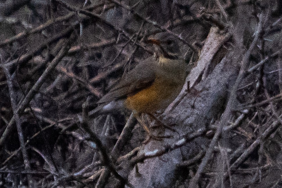 Kurrichane Thrush - ML659700825