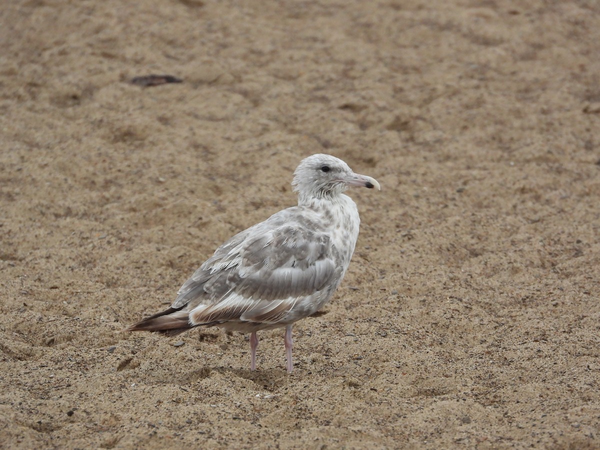 American Herring Gull - ML659700881
