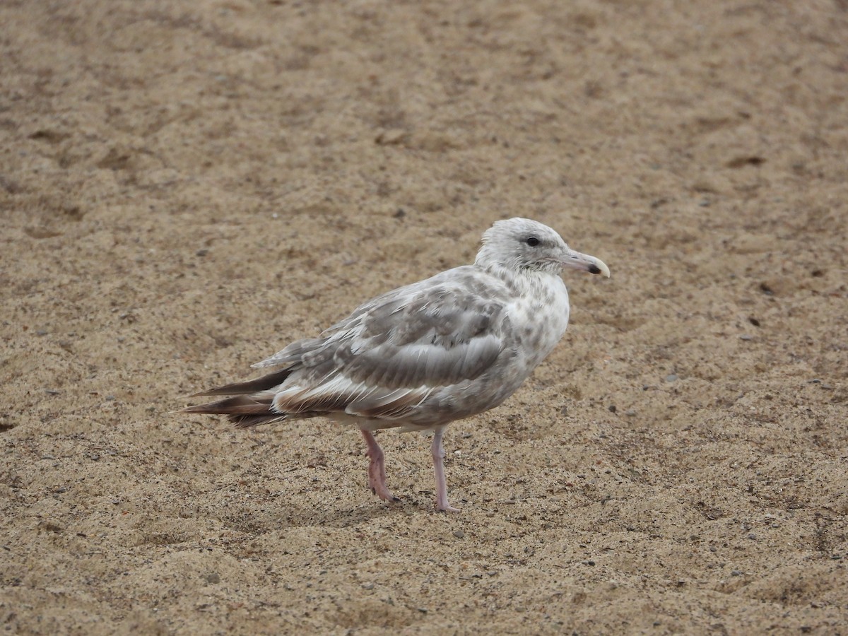 American Herring Gull - ML659700886
