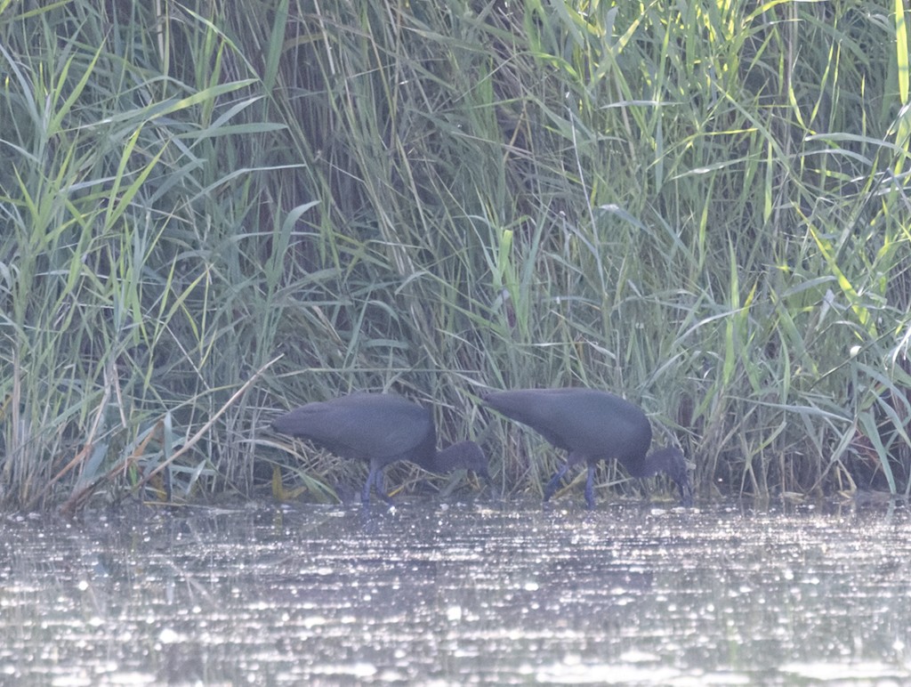 ibis hnědý - ML659700890