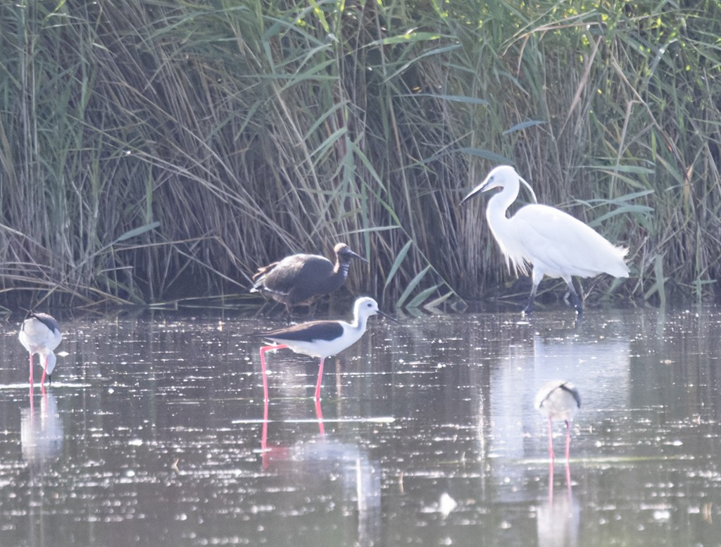 ibis hnědý - ML659700891