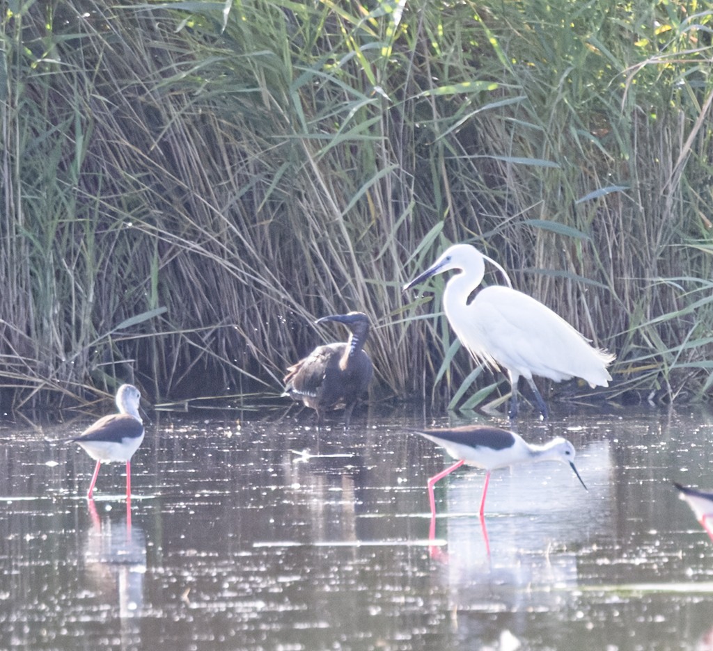ibis hnědý - ML659700892