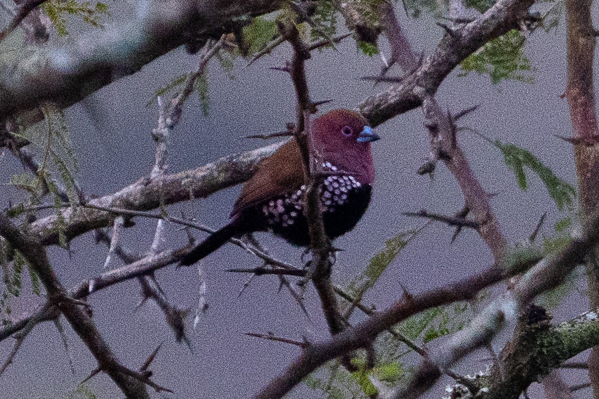 Pink-throated Twinspot - ML659700897