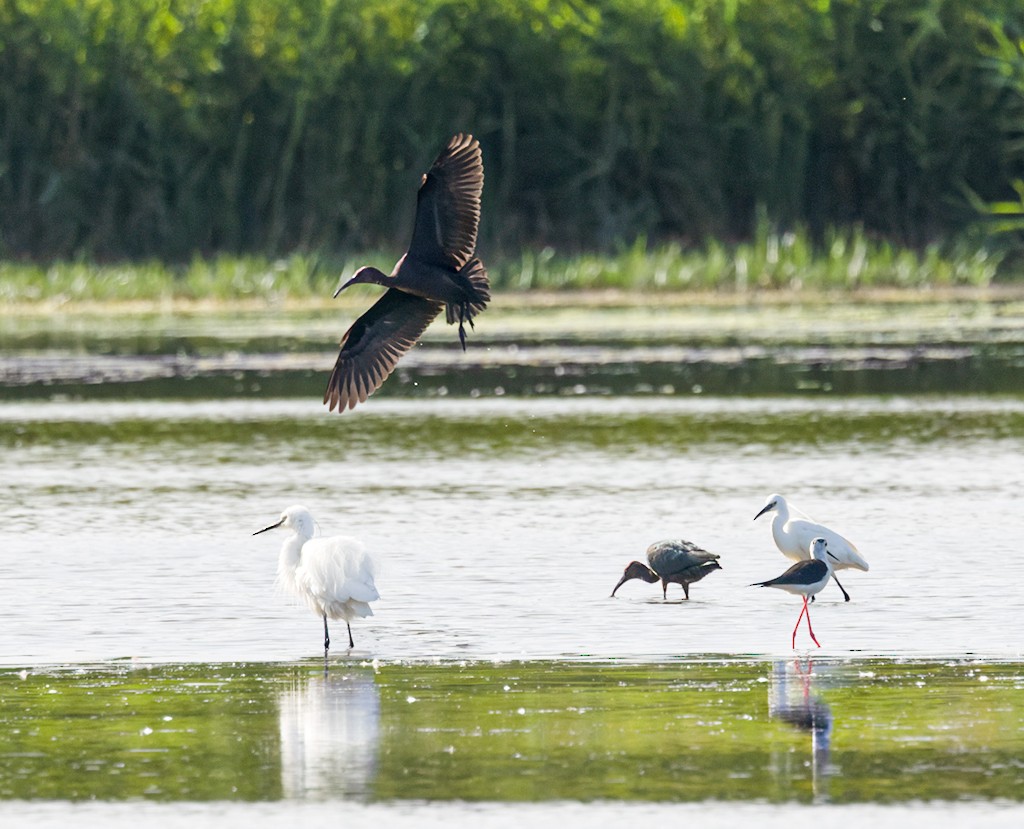 ibis hnědý - ML659700921