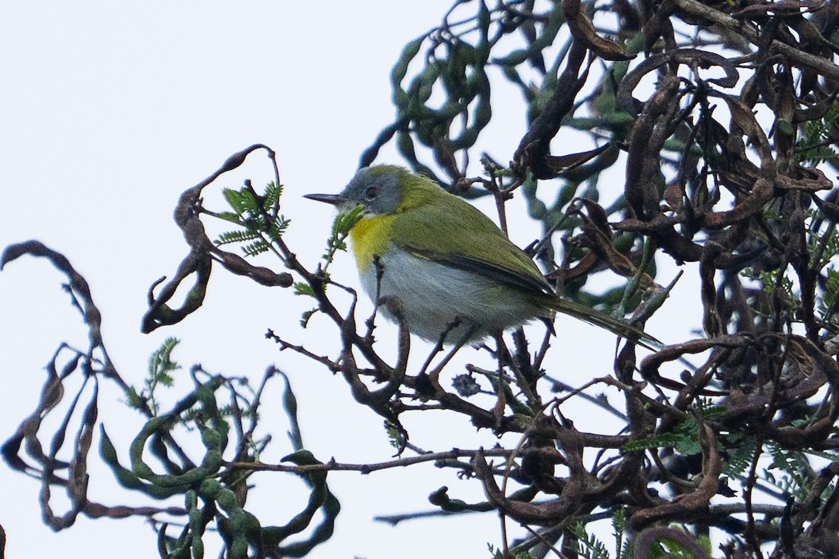 Yellow-breasted Apalis - ML659700983