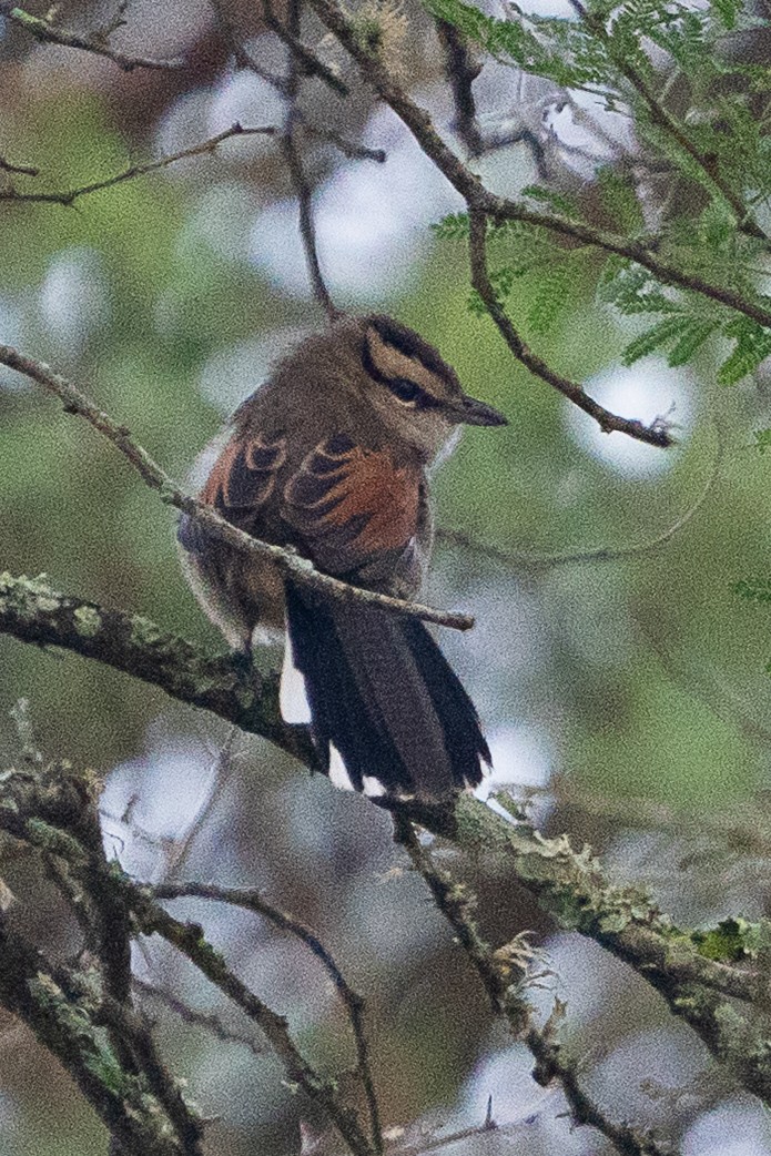 Brown-crowned Tchagra - ML659701063