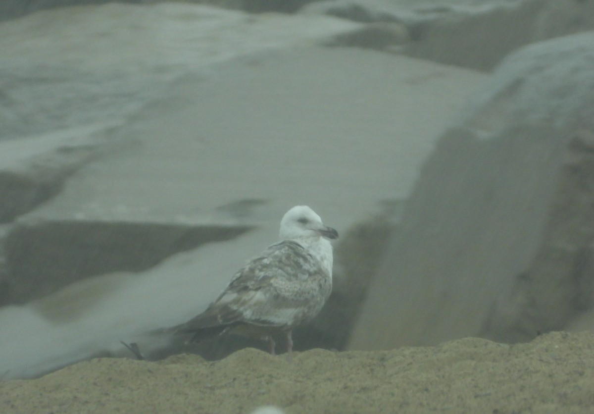 gull sp. - ML659701107