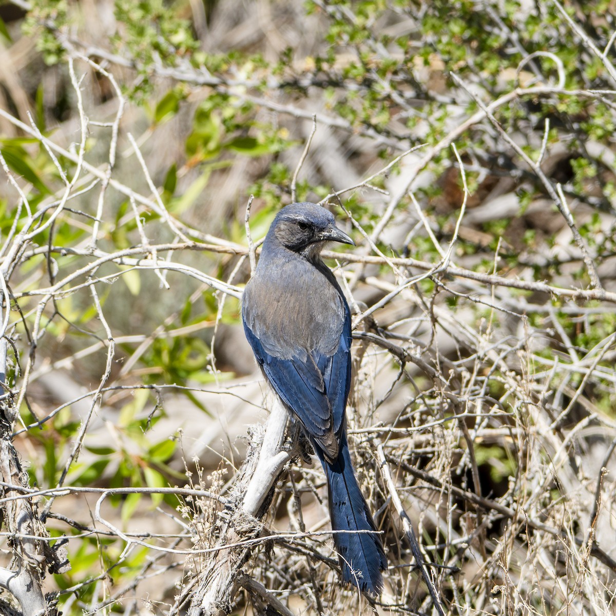 Woodhouse's Scrub-Jay - ML659701271
