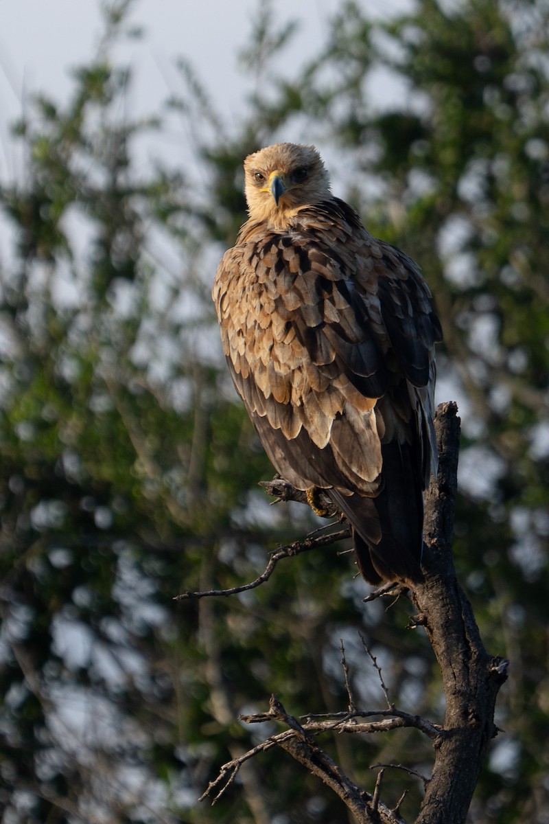 Tawny Eagle - ML659701336