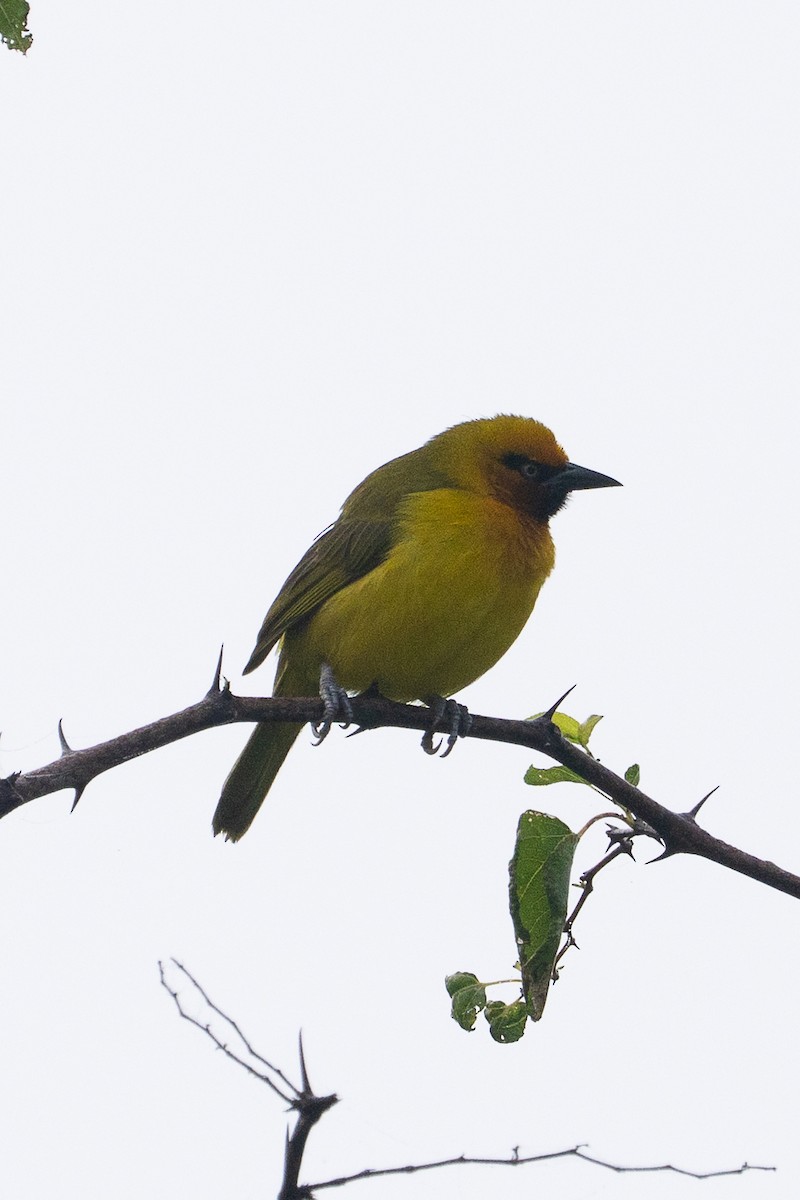 Spectacled Weaver - ML659701410