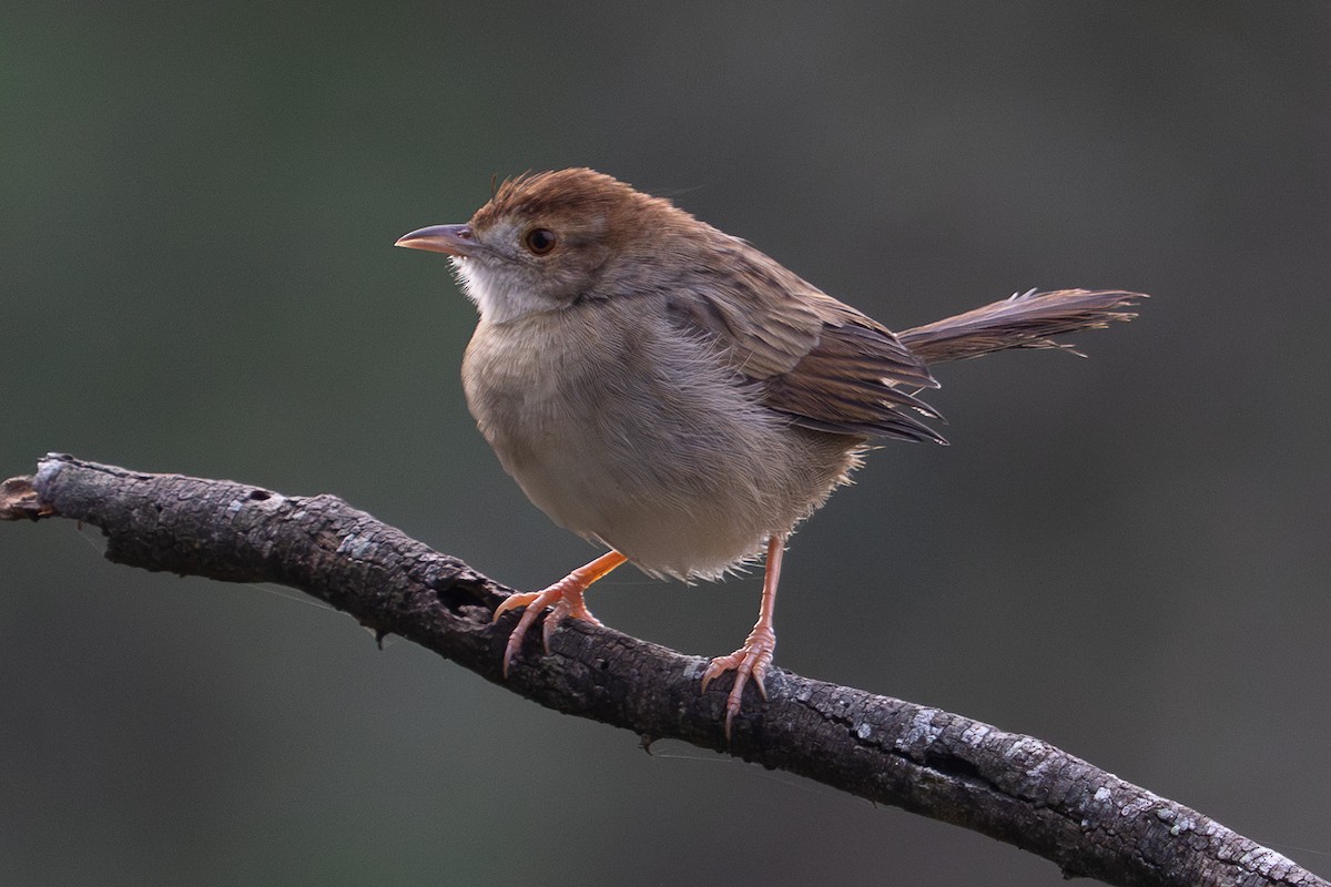 Rattling Cisticola - ML659701678