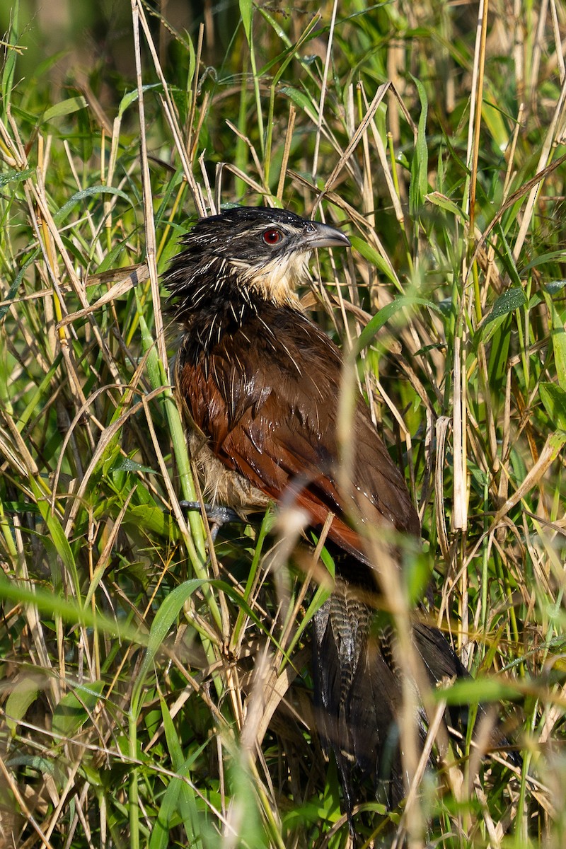 Burchell's Coucal - ML659701771