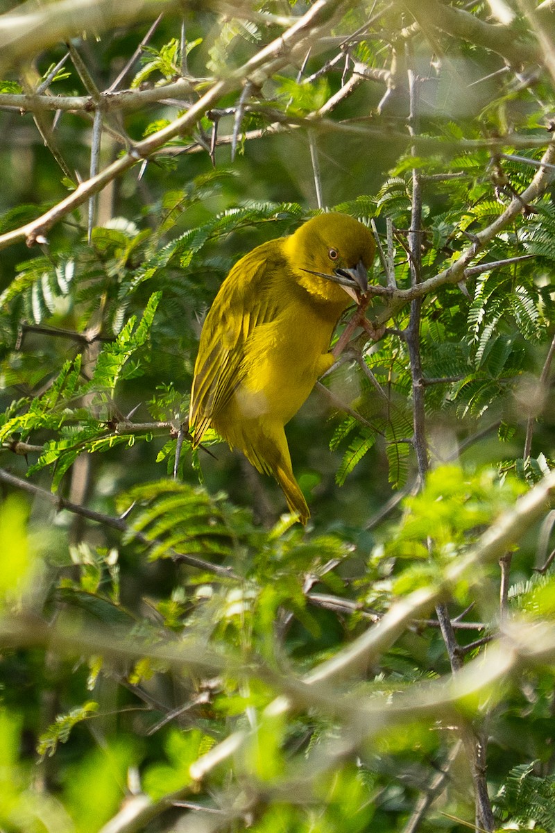 African Golden-Weaver - ML659702118