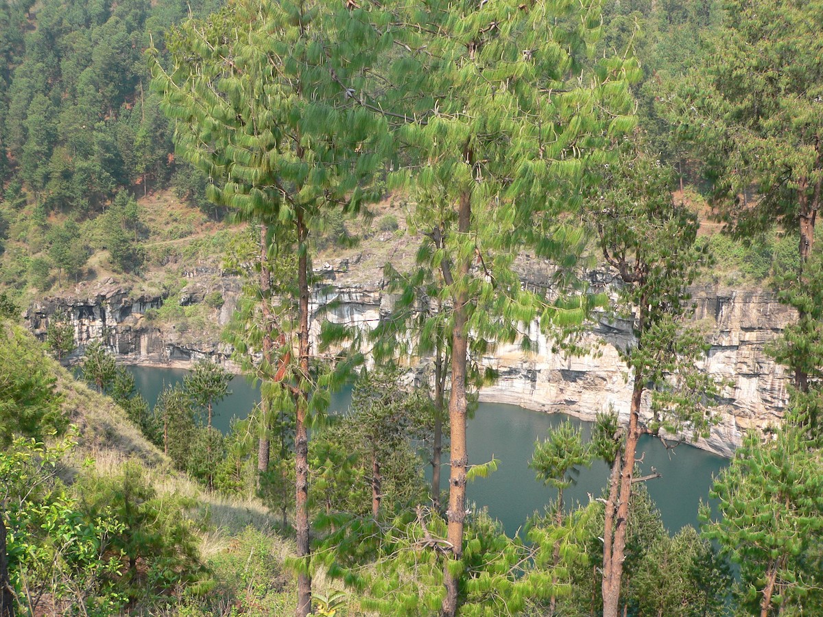 null - ML659702663