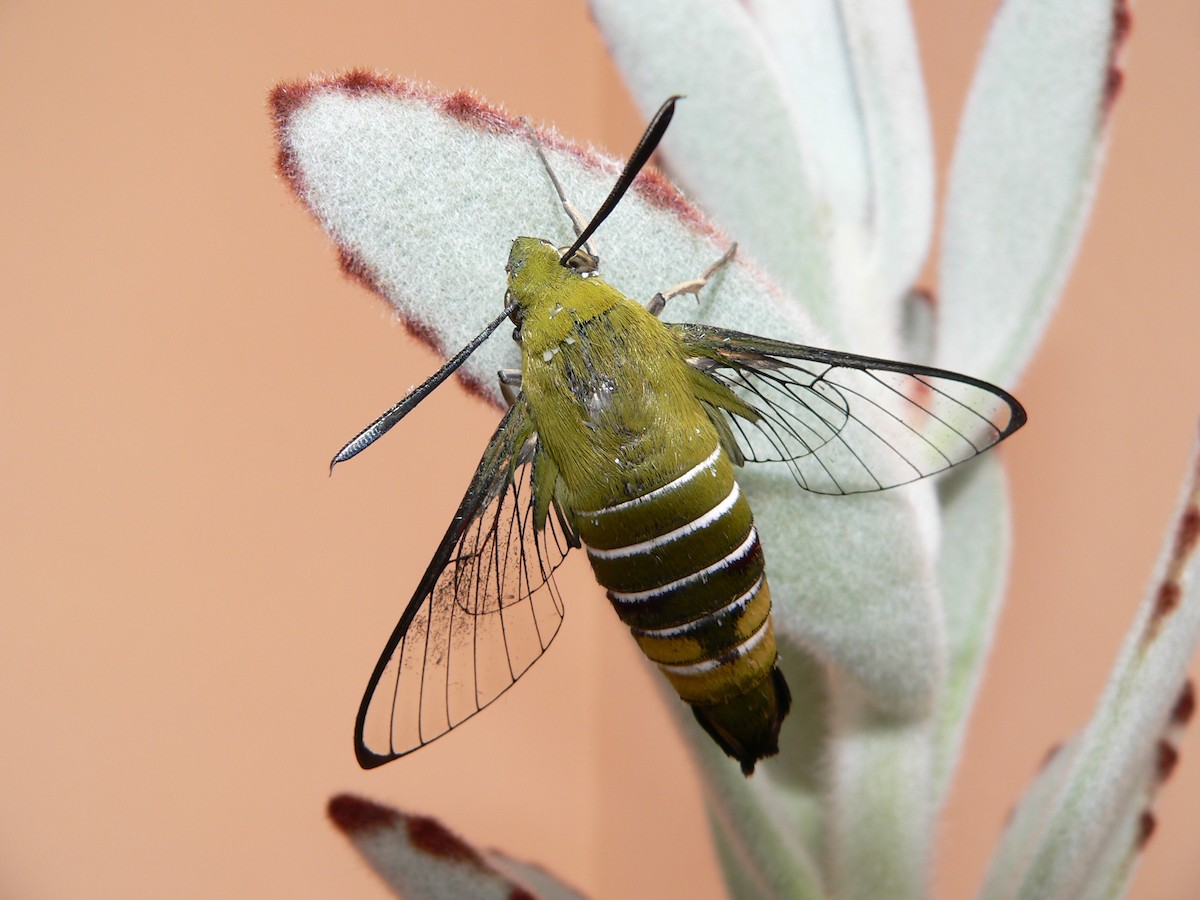 Butterflies and Moths - ML659702765