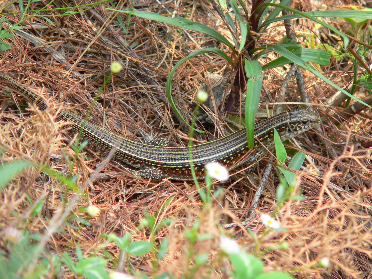 Skinks - ML659702766