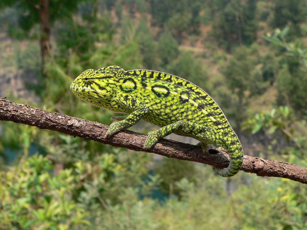 Chameleons - ML659702767