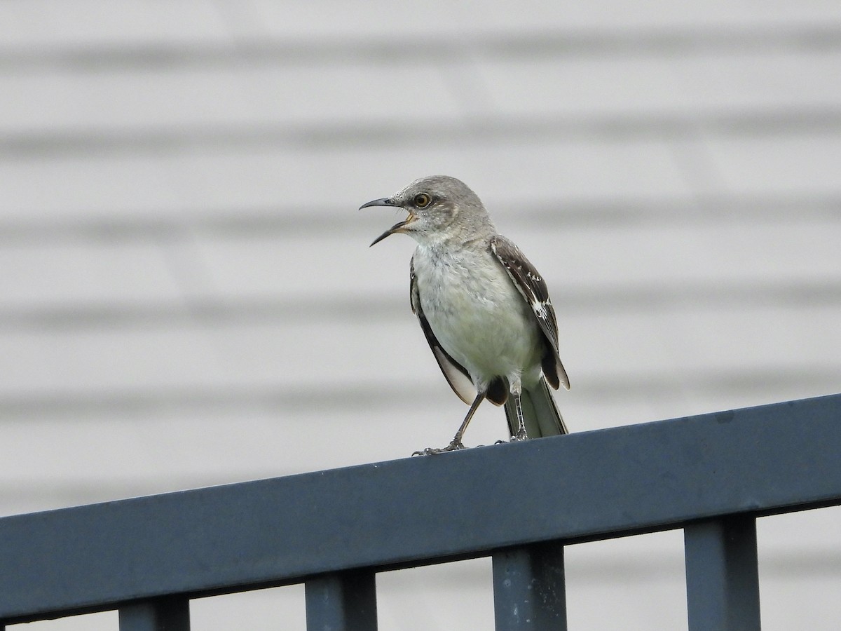 Northern Mockingbird - ML659702985