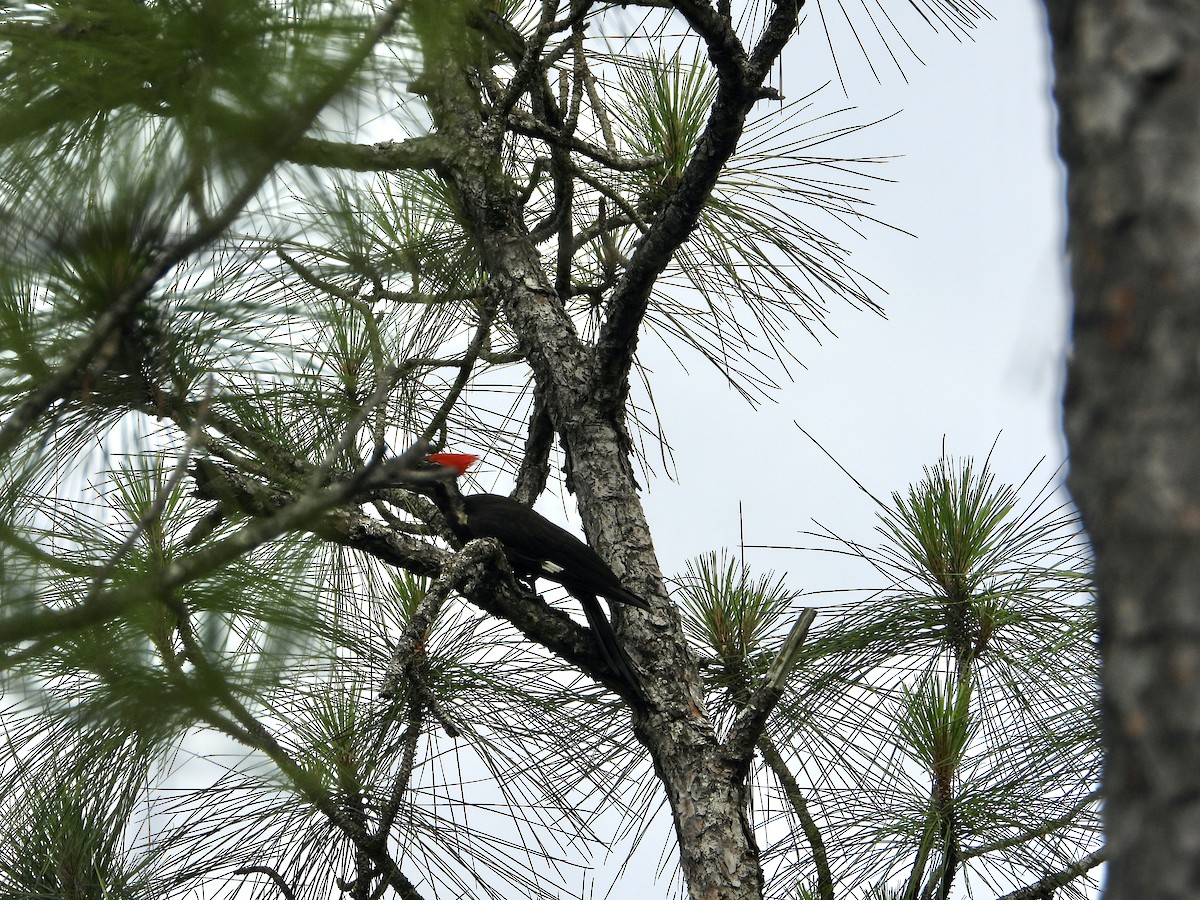 Pileated Woodpecker - ML659703090