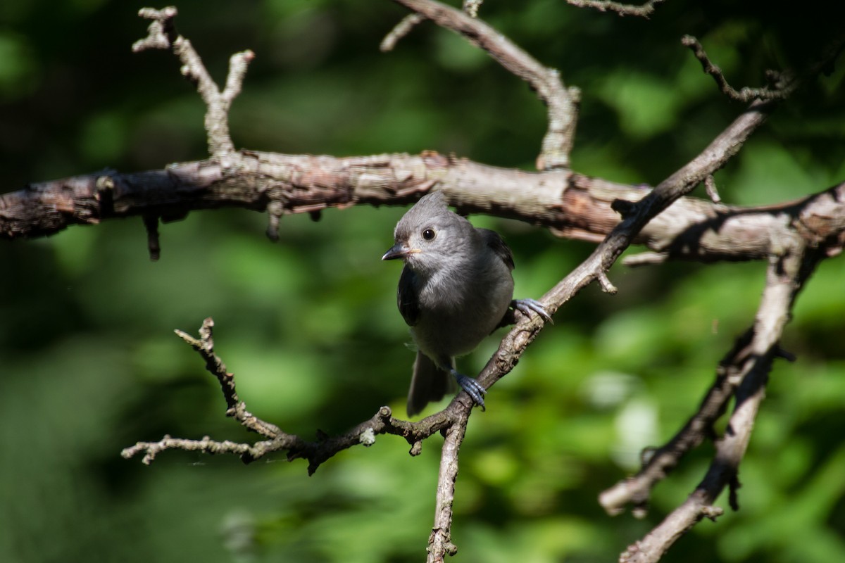 Tufted Titmouse - ML659703941