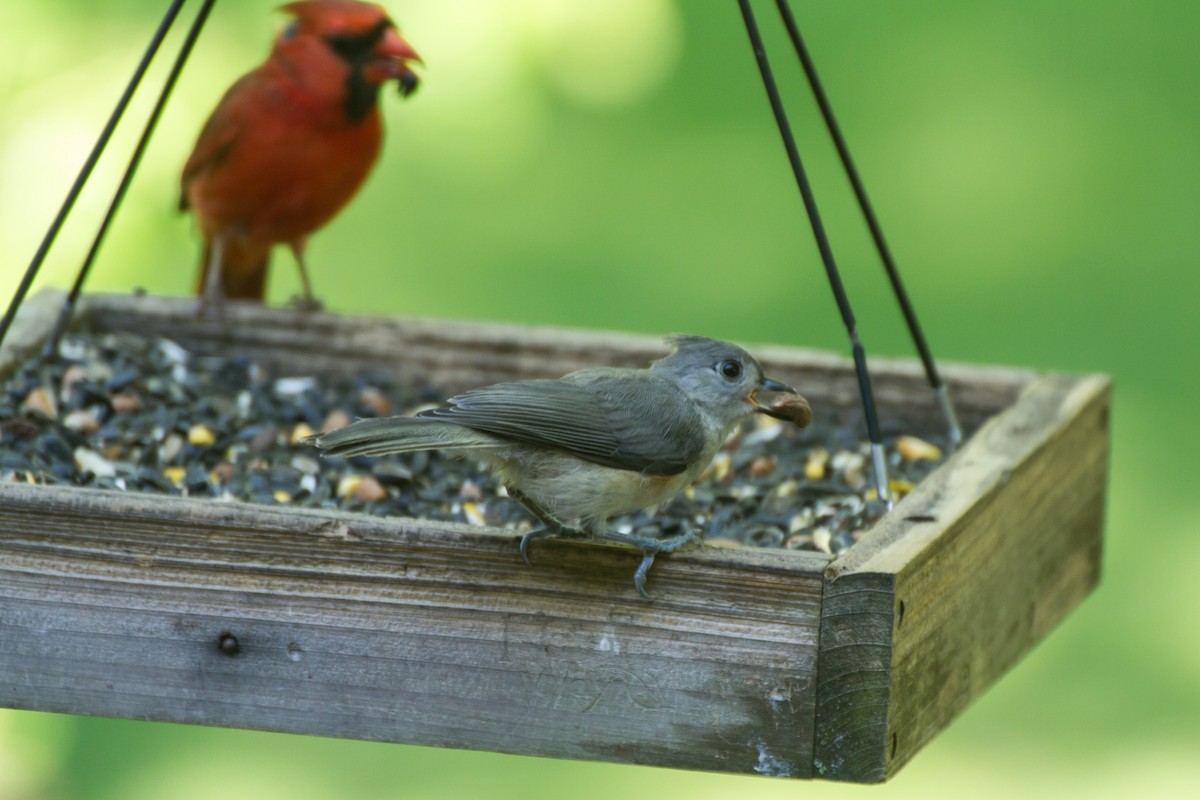 Tufted Titmouse - ML659703942