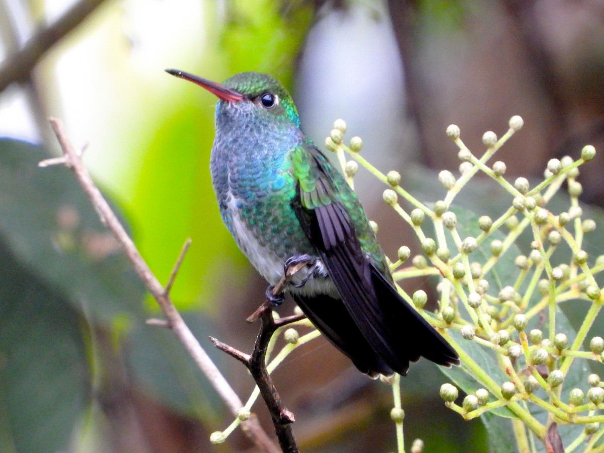 Glittering-throated Emerald - ML659703965