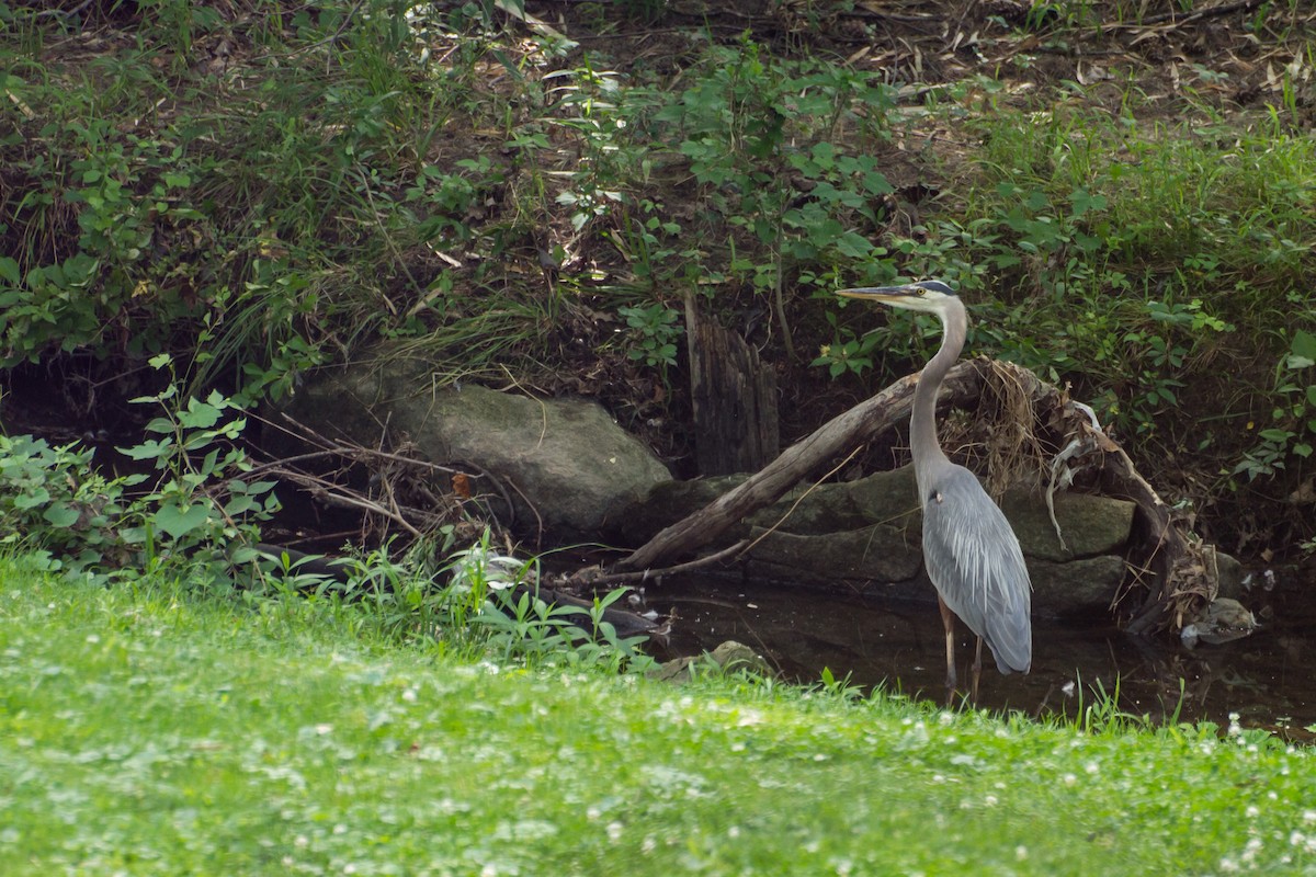 Great Blue Heron - ML659703986