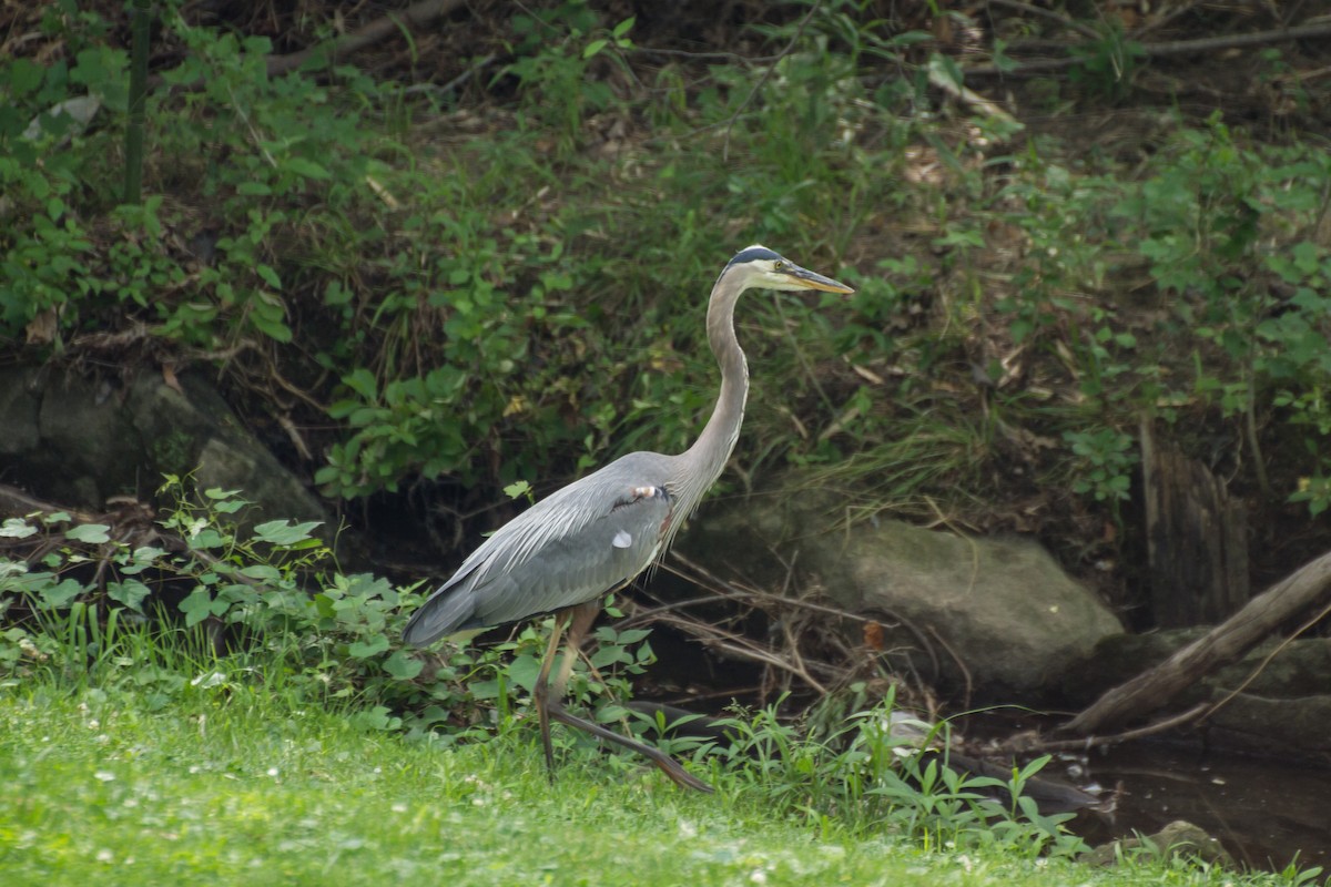 Great Blue Heron - ML659703988
