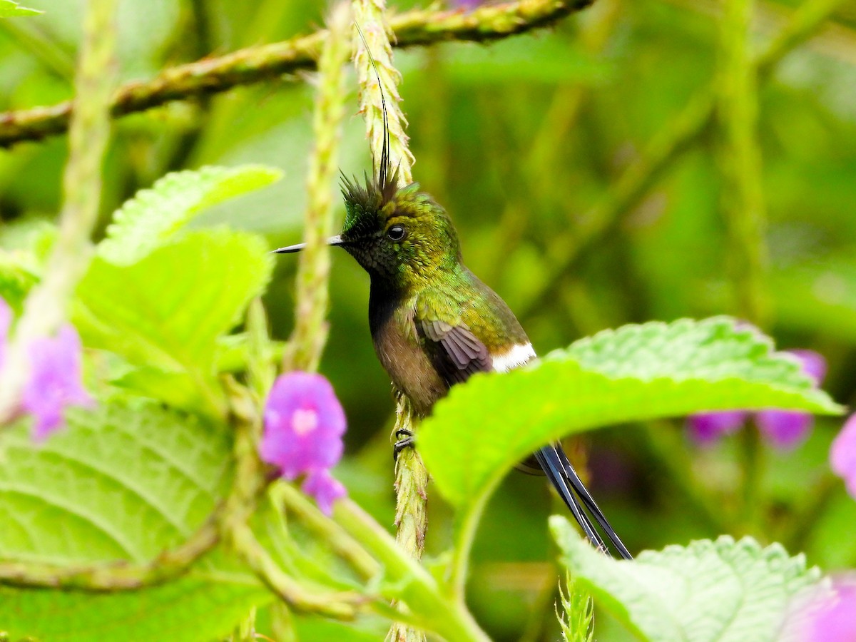 Wire-crested Thorntail - ML659703989