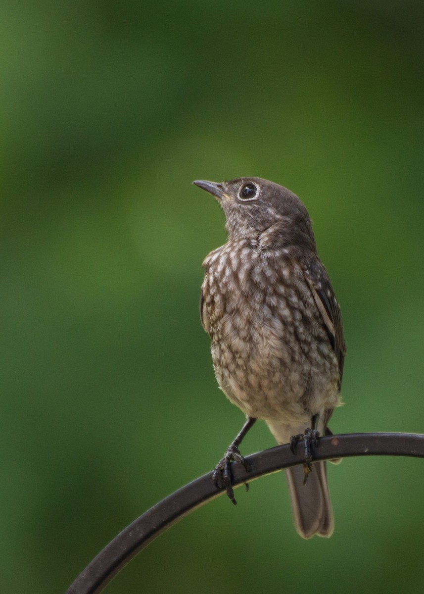 Eastern Bluebird - ML659703994