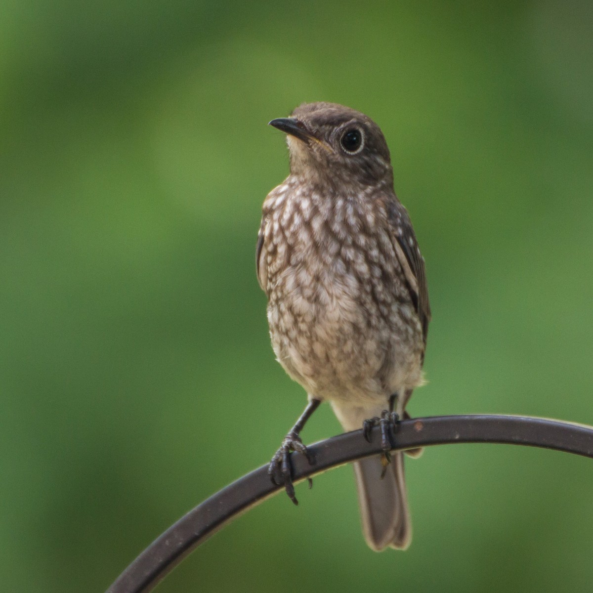 Eastern Bluebird - ML659703995