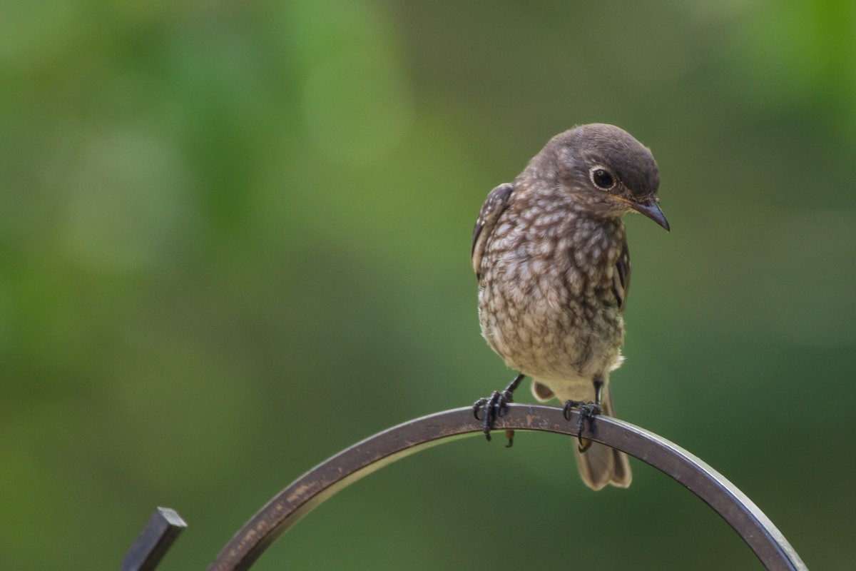 Eastern Bluebird - ML659703996
