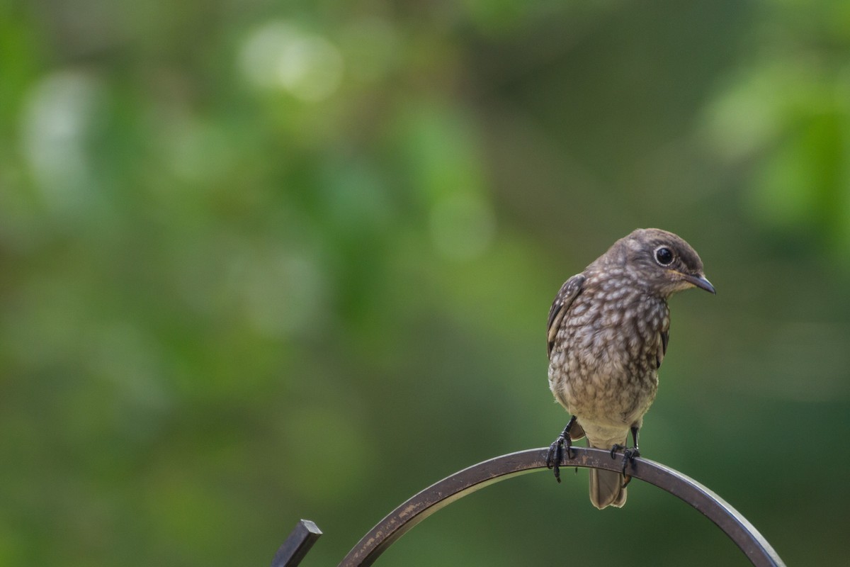 Eastern Bluebird - ML659703997