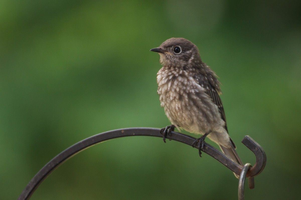 Eastern Bluebird - ML659703998