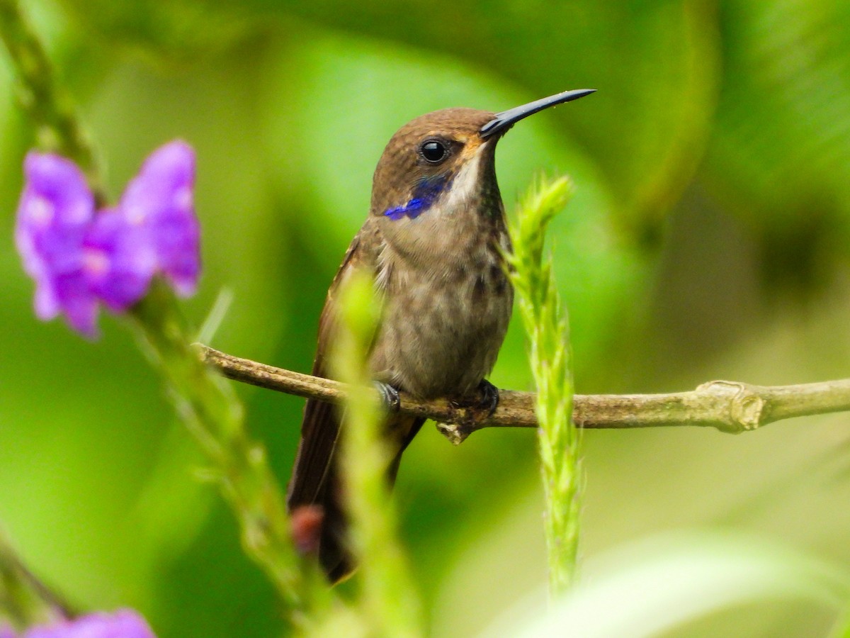Brown Violetear - ML659704000