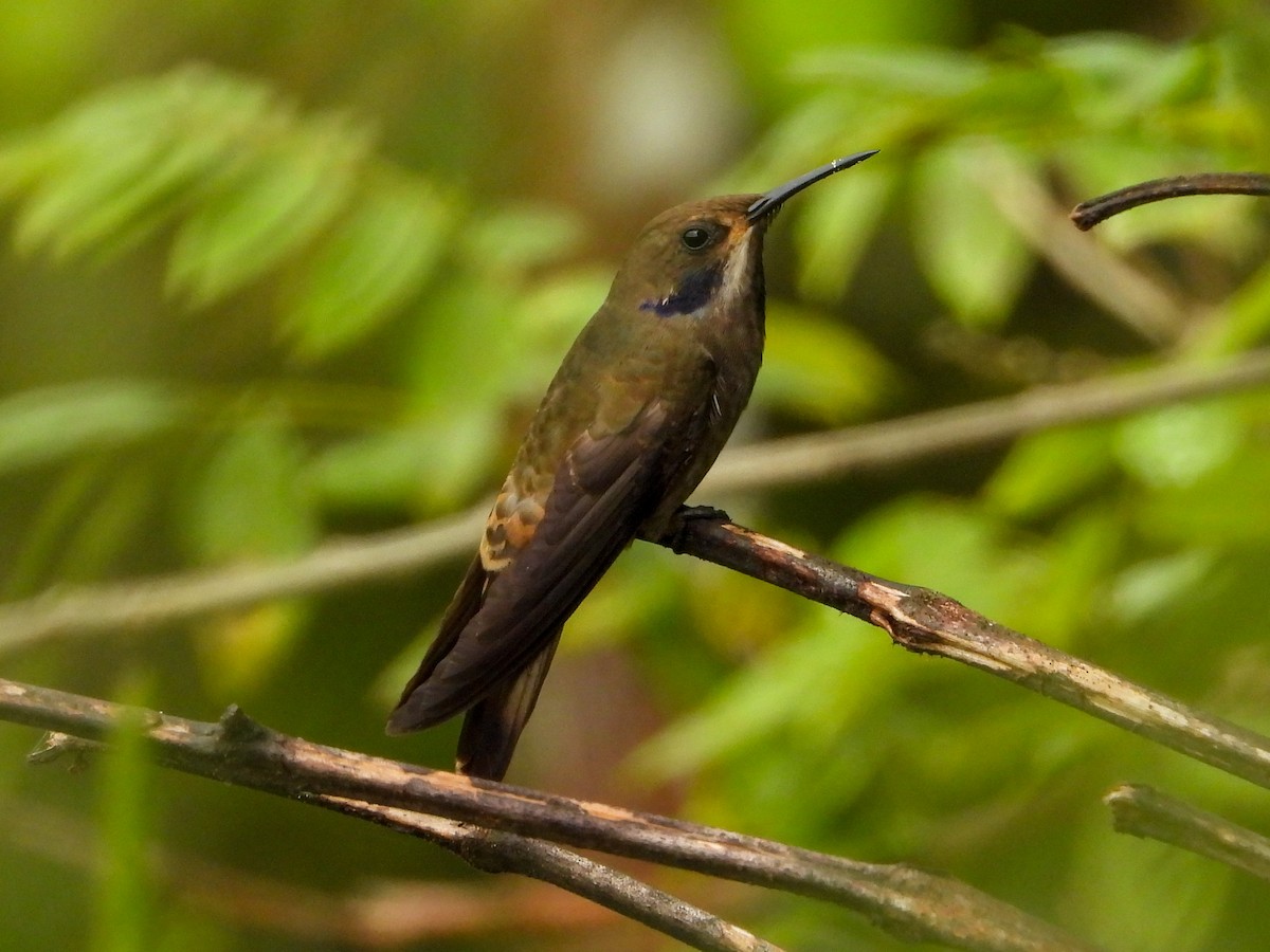 Brown Violetear - ML659704008