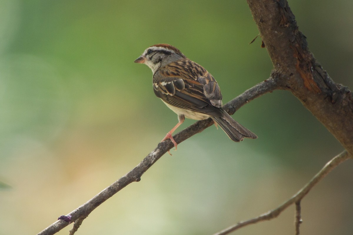 Chipping Sparrow - ML659704015
