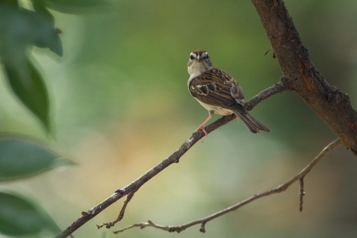 Chipping Sparrow - ML659704016