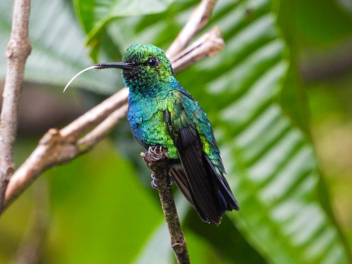 Blue-tailed Emerald - ML659704018