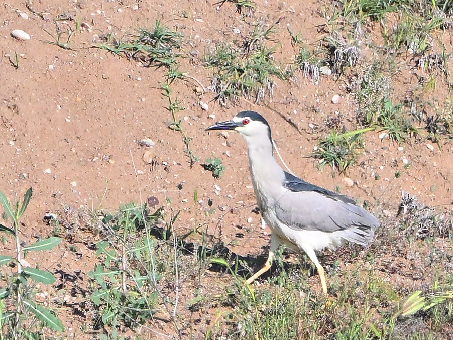 Black-crowned Night Heron - ML659704025