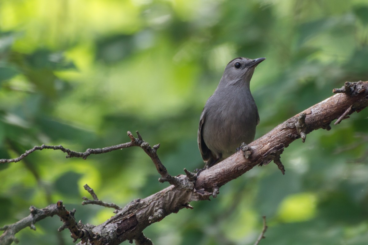 Gray Catbird - ML659704034